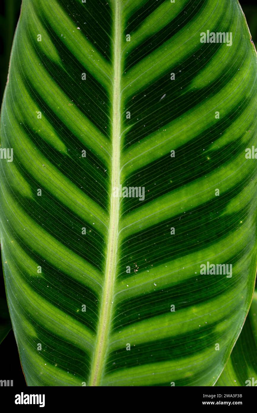 Foglia di tigre verde Foto Stock