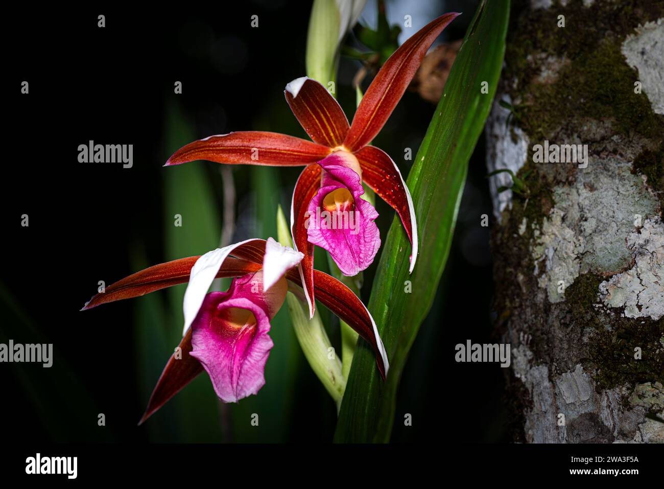Orchidee selvatiche dalla foresta nuvola di Panamas in fiore Foto Stock