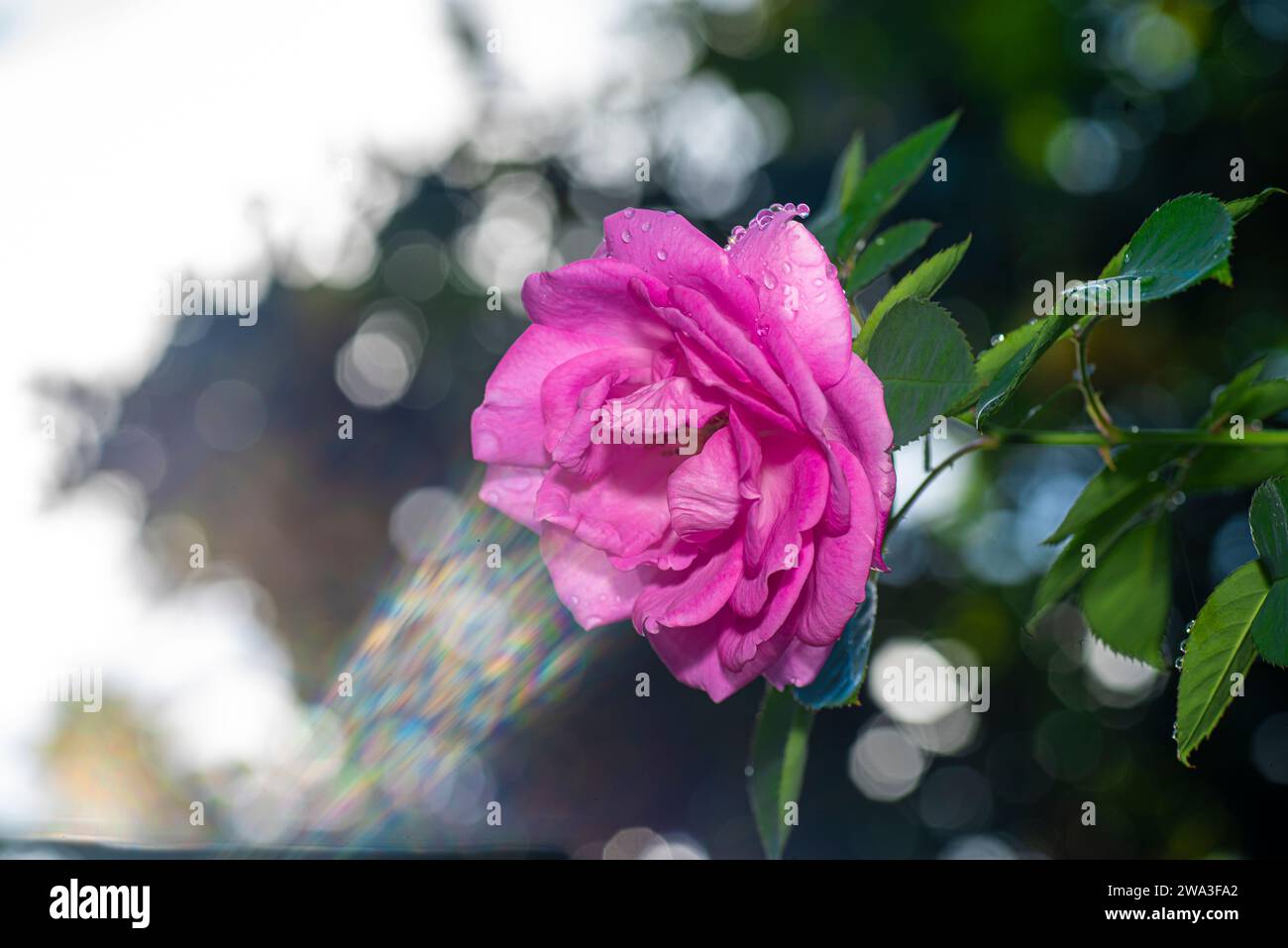 Rosa rosa da vicino con retroilluminazione del sole Foto Stock