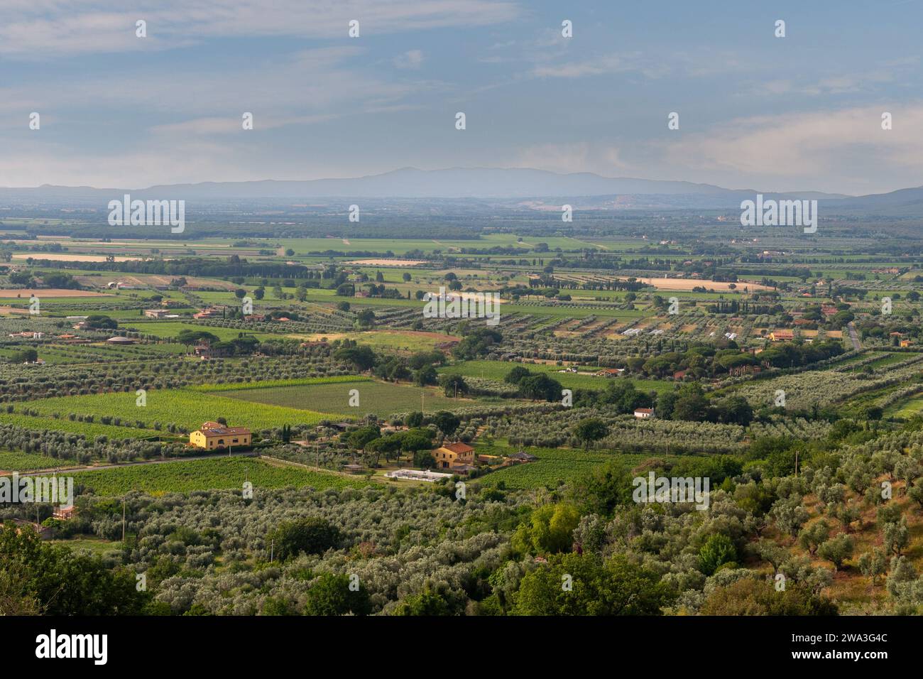 Vista elevata della campagna toscana con oliveti e campi coltivati dalle colline di Castagneto Carducci, Livorno, Toscana, Italia Foto Stock