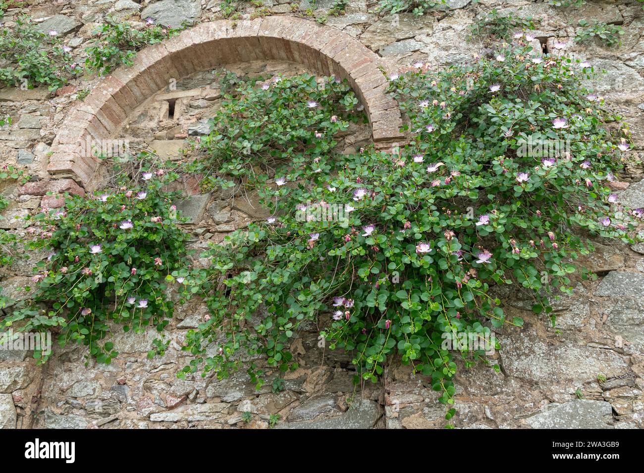 Piante di cappero in fiore (Capparis spinosa), una pianta perenne con boccioli di fiori commestibili (capperi) e frutti (bacche di cappero), Toscana, Italia Foto Stock