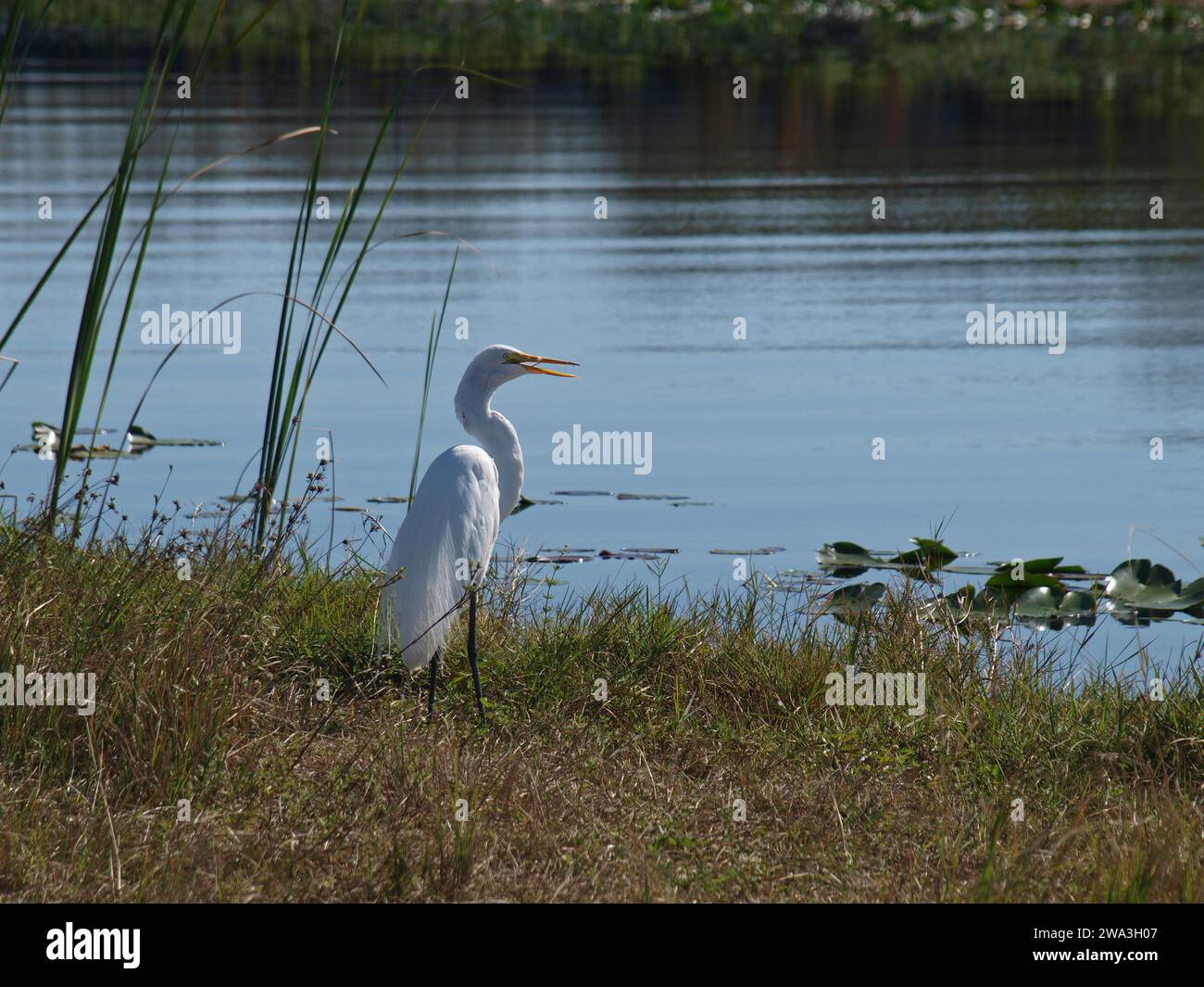 Egret che mostra la sua lingua nelle Everglades. Foto Stock