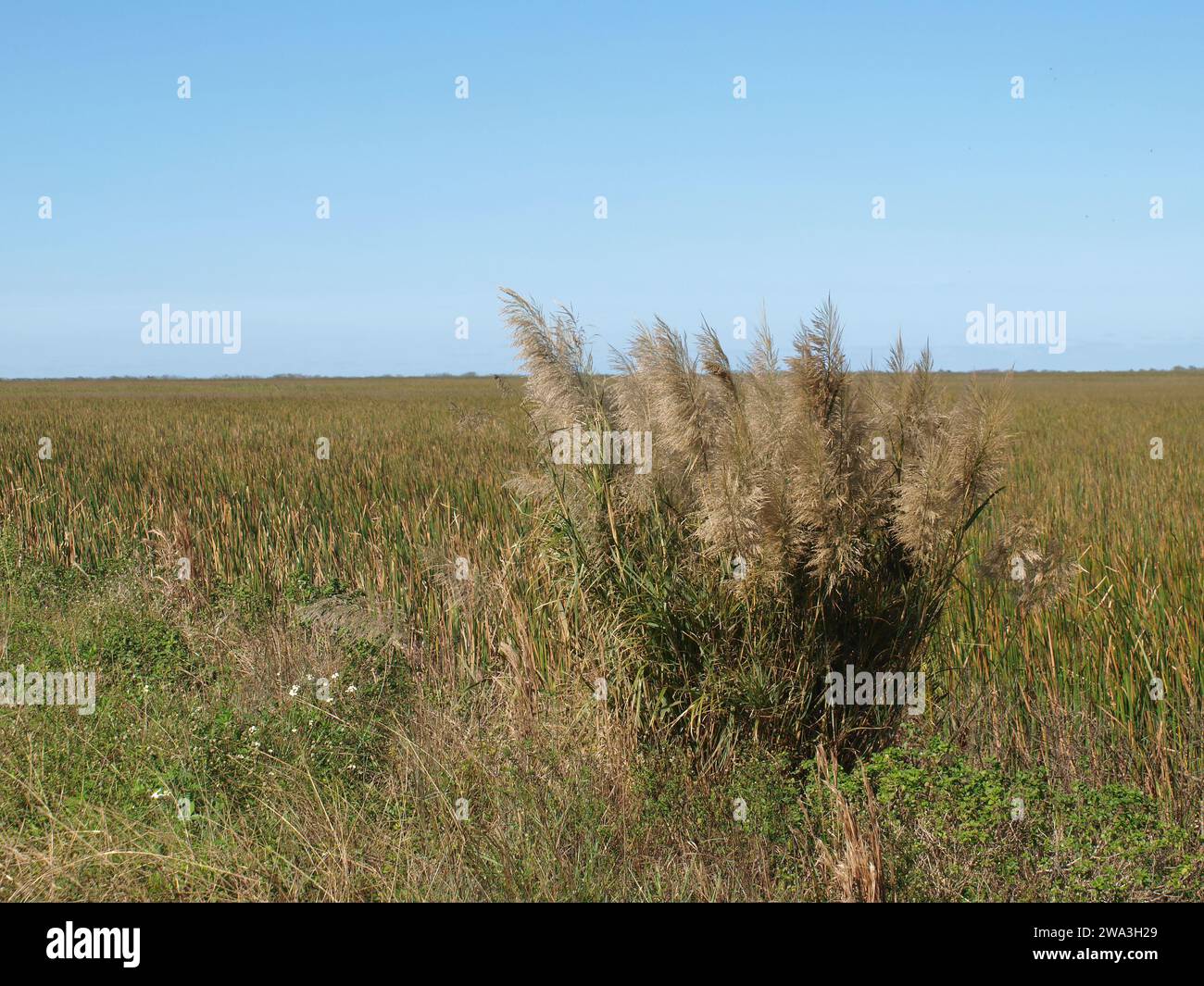 La canna da zucchero selvatica (Saccharum spontaneum) cresce sulle rive delle Everglades. Foto Stock
