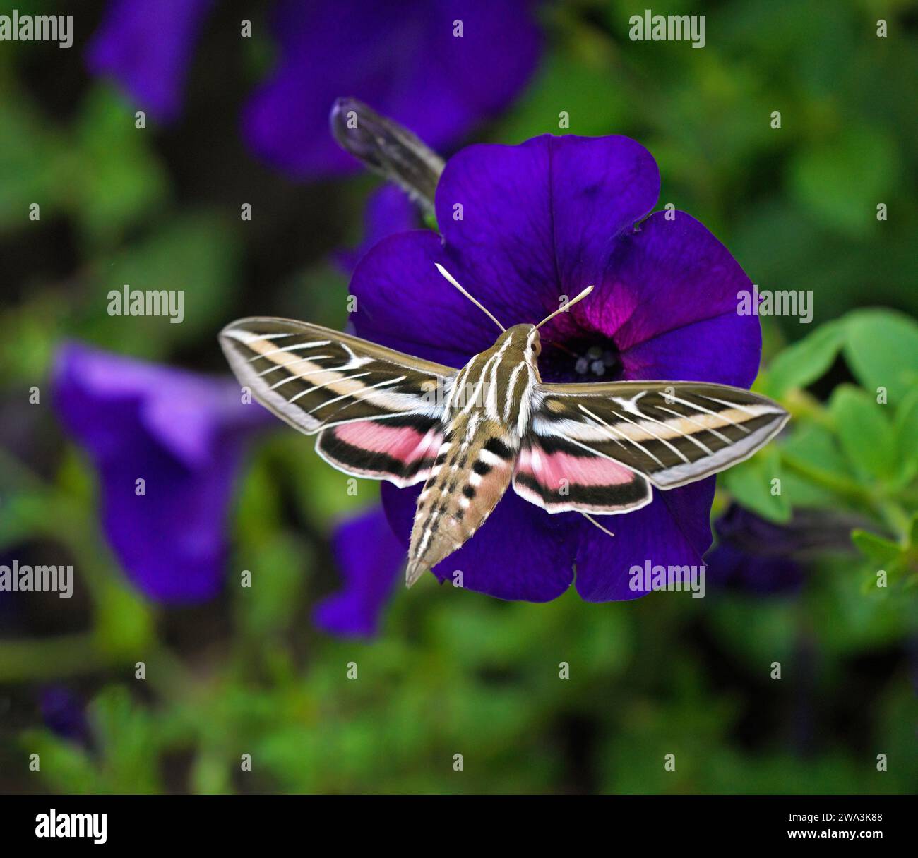 Una Sphinx Moth foderata bianca che si libra nel giardino di Petunias viola. Foto Stock