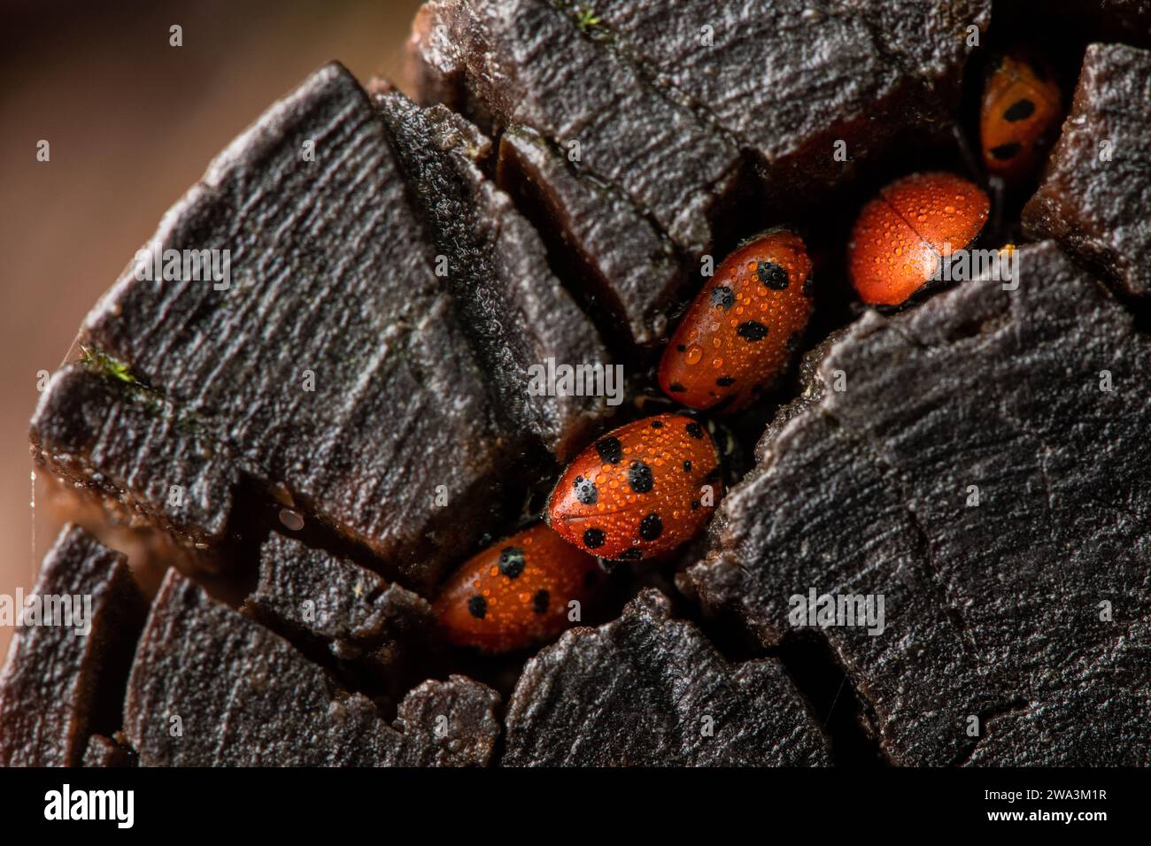 Ladybugs convergenti, Hippodamia convergens, che si nascondono in una crepa in un ceppo nelle montagne di Santa Cruz nella zona della baia di San Francisco in California. Foto Stock