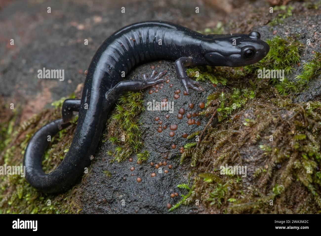 Un macro primo piano della salamandra nera di Santa Cruz (Aneides niger), una specie anfibia minacciata endemica dell'area della baia di San Francisco in California. Foto Stock