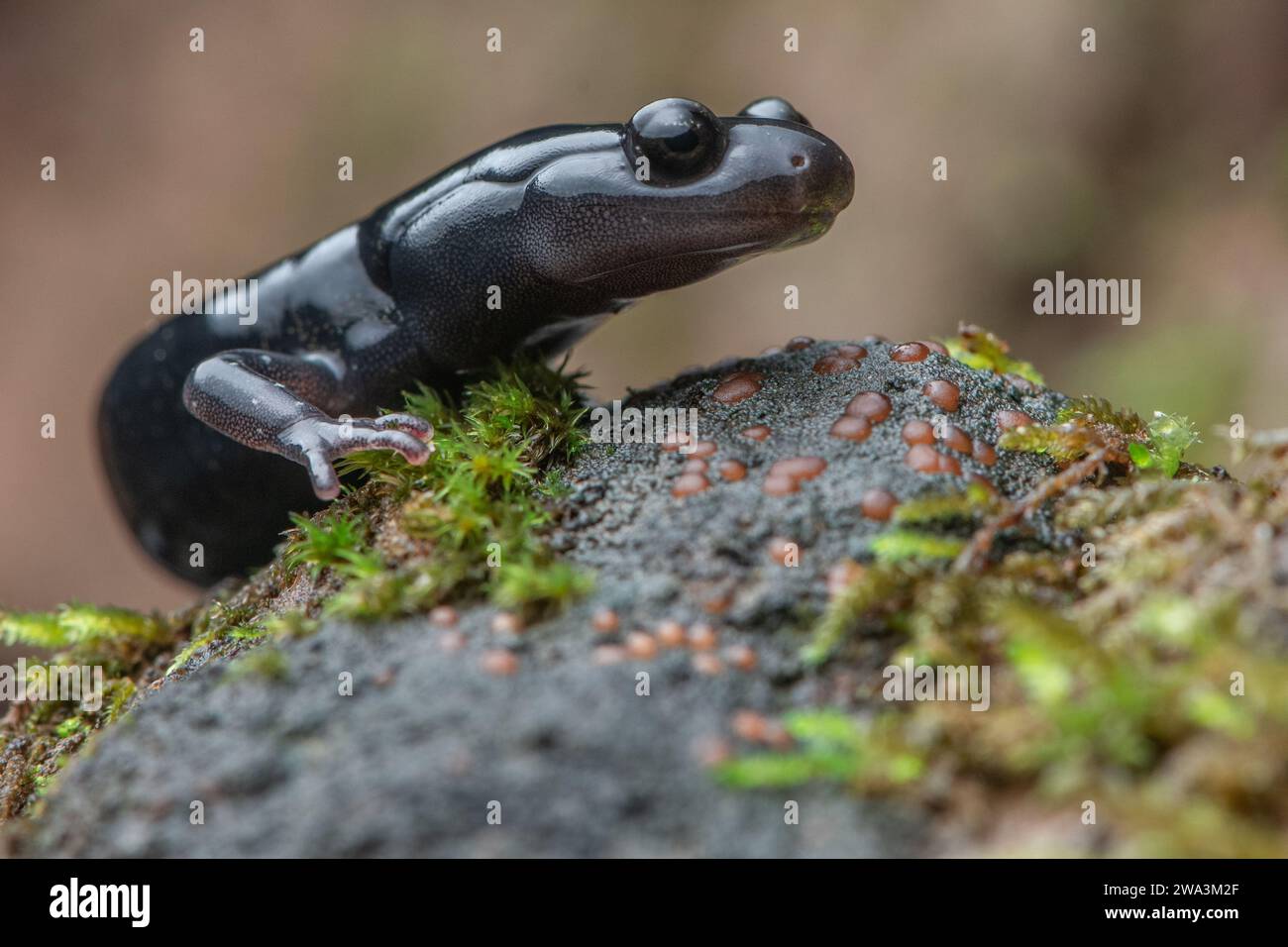 Un macro primo piano della salamandra nera di Santa Cruz (Aneides niger), una specie anfibia minacciata endemica dell'area della baia di San Francisco in California. Foto Stock