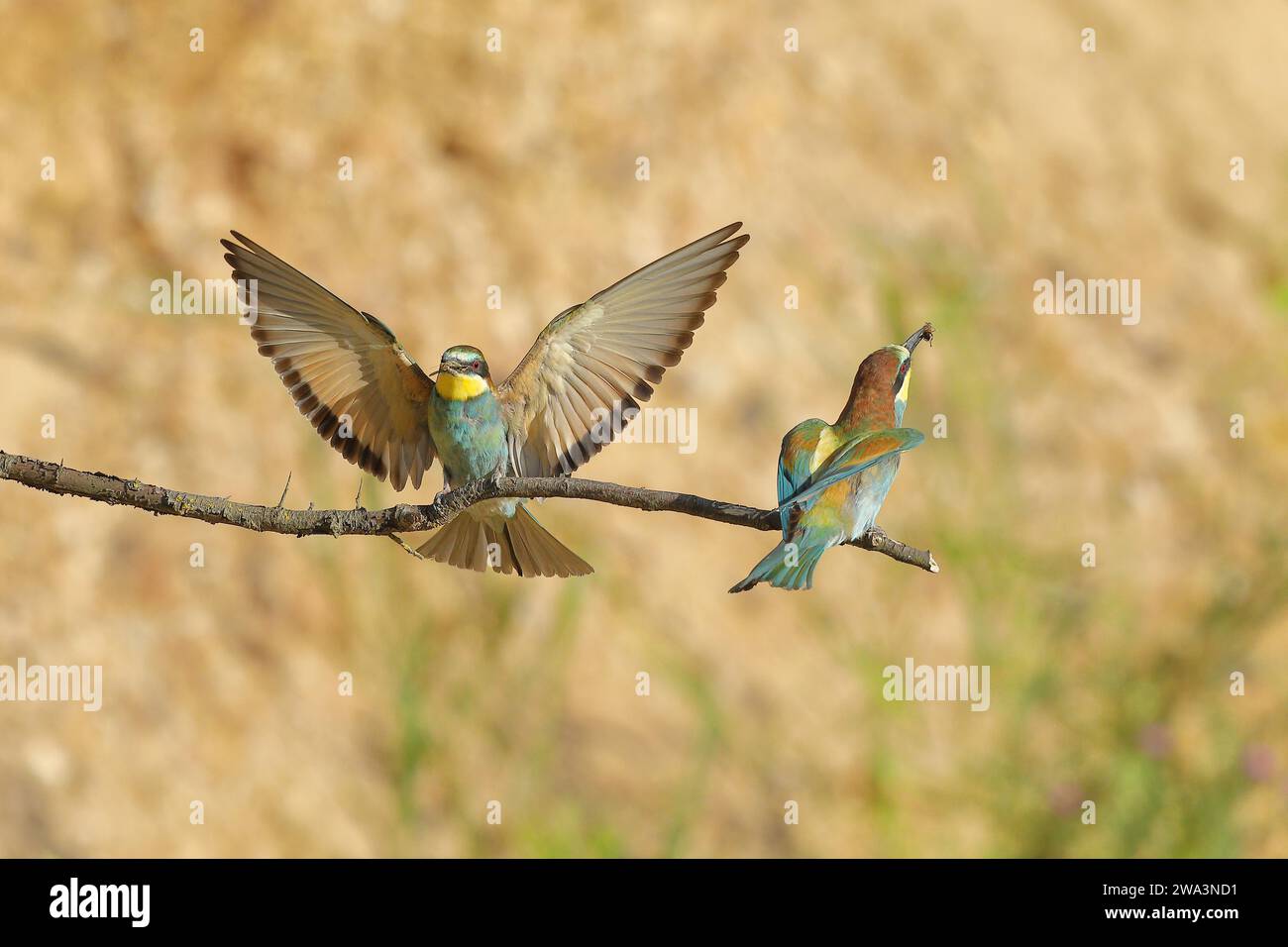 Mangiatore di api (Merops apiaster) con ali sparse per atterrare vicino a un conspecifico su un ramo, Renania-Palatinato, Germania, Europa Foto Stock