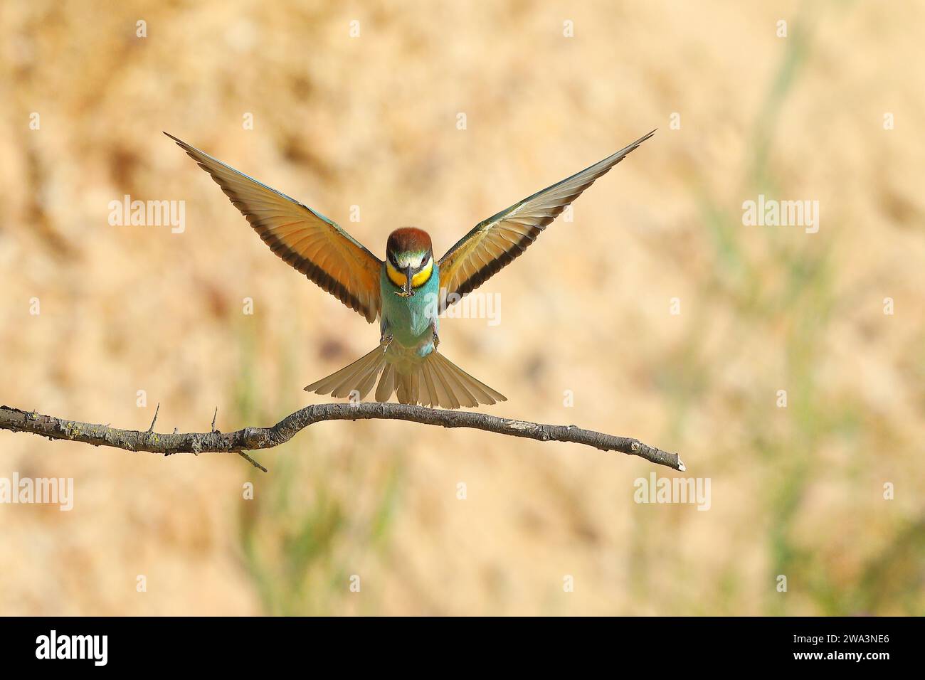 Mangiatore di api (Merops apiaster) con ali sparse per atterrare su un ramo, Renania-Palatinato, Germania, Europa Foto Stock