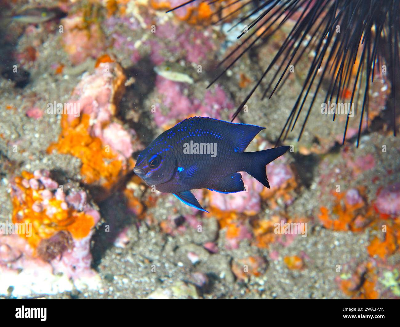 Dannselfish al neon (Abudefduf luridus), damegofish, sito di immersione Sardegna del Norte, Gran Canaria, Spagna, Oceano Atlantico, Europa Foto Stock