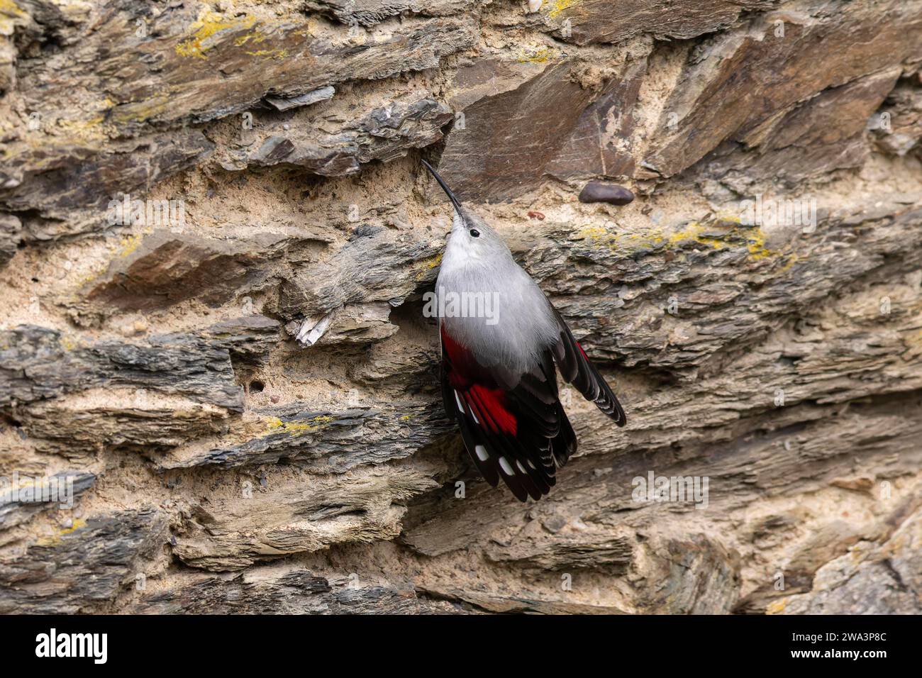 Wallcreeper (Tichodroma muraria) che cerca su un muro, fauna selvatica, Germania, Europa Foto Stock