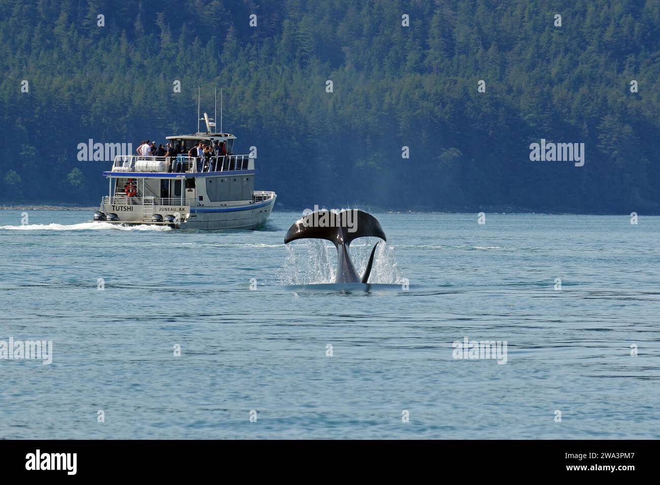 Immergiti in una megattera di fronte a una barca turistica, avvistamento balene, Inside Passsage, Juneau, Alaska Foto Stock