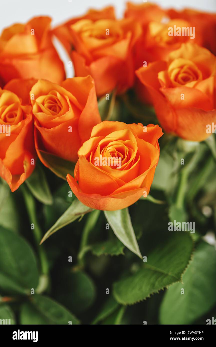 Immagine ravvicinata di bellissime rose arancioni Foto Stock