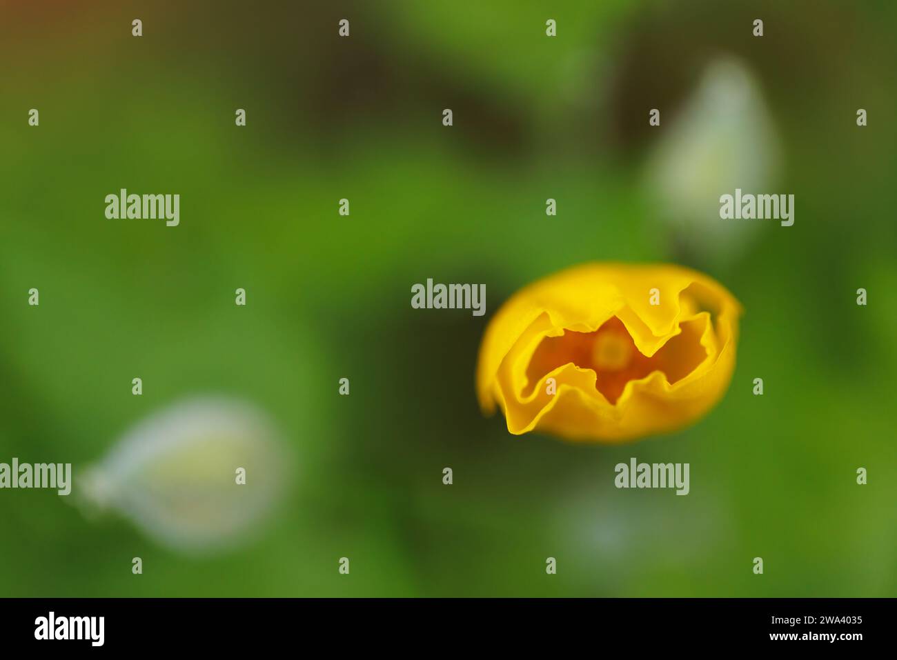 Un fiore di papavero Woodland (Stylophorum diphyllum) che apre i suoi petali in una foresta nel cortile di Halifax, nuova Scozia, Canada. Foto Stock