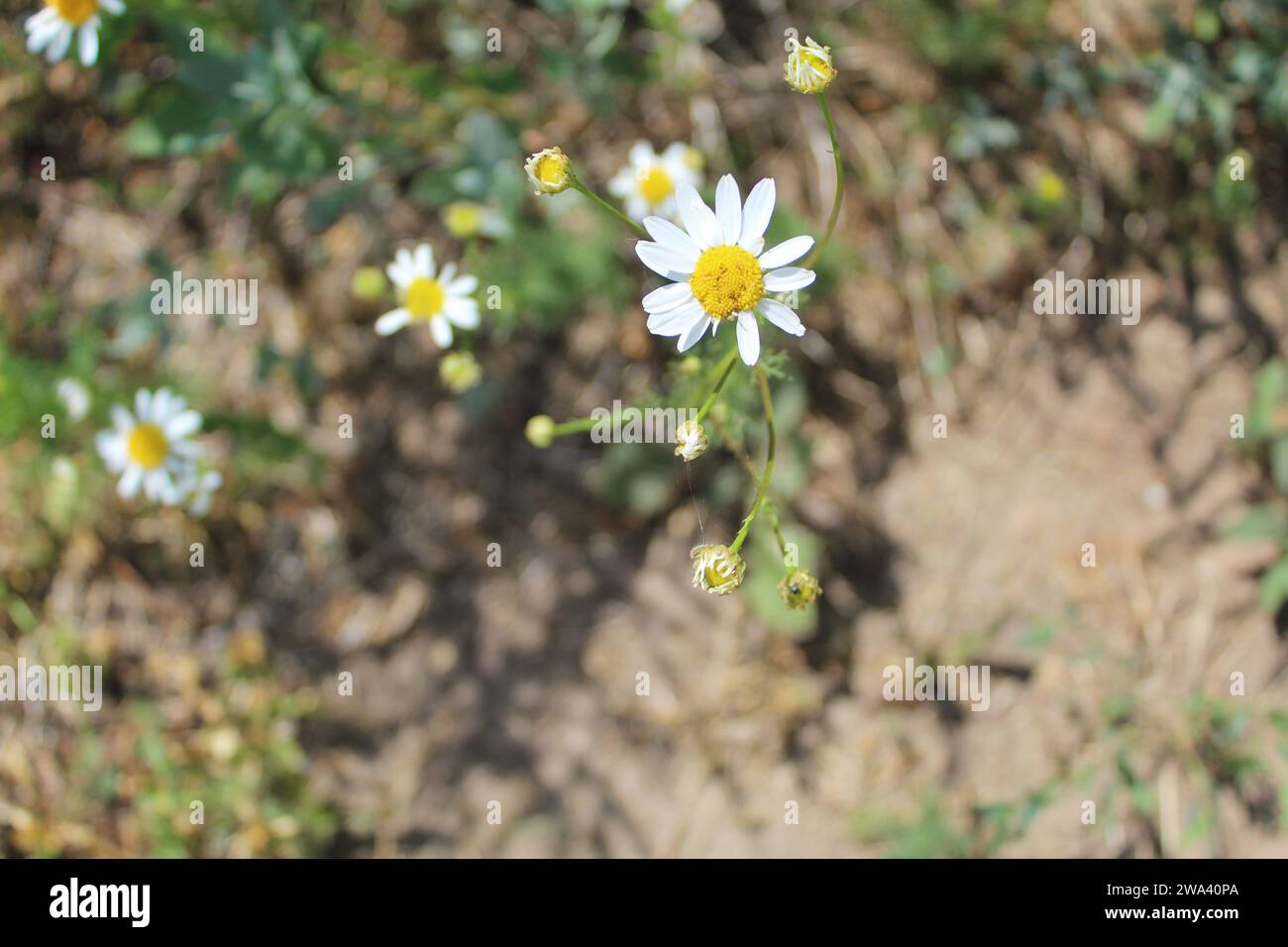 Oxeye daisy, il fiore nazionale della Lettonia, in un terreno marrone a Sece Foto Stock