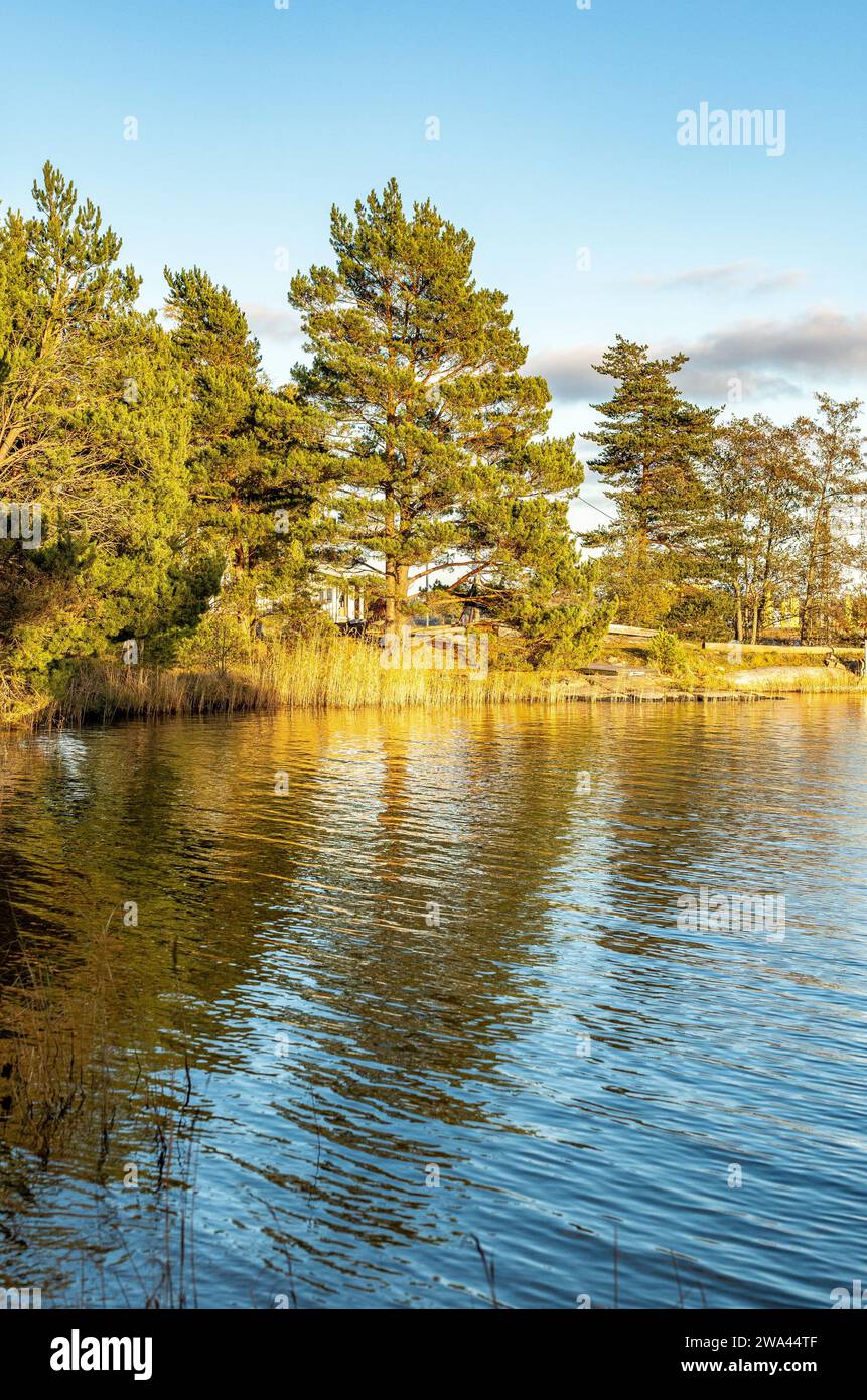 Pini sul mare in una luminosa e tranquilla giornata autunnale nell'arcipelago in Finlandia Foto Stock