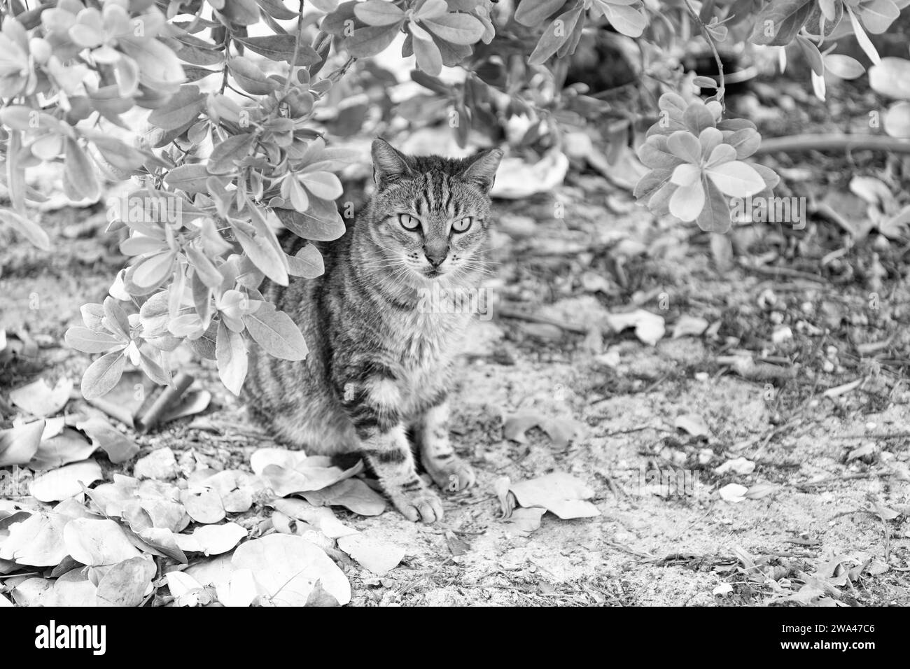 gatto animale domestico all'aperto. gatto animale domestico all'aperto. gatto animale domestico a terra. foto dell'animale domestico del gatto Foto Stock