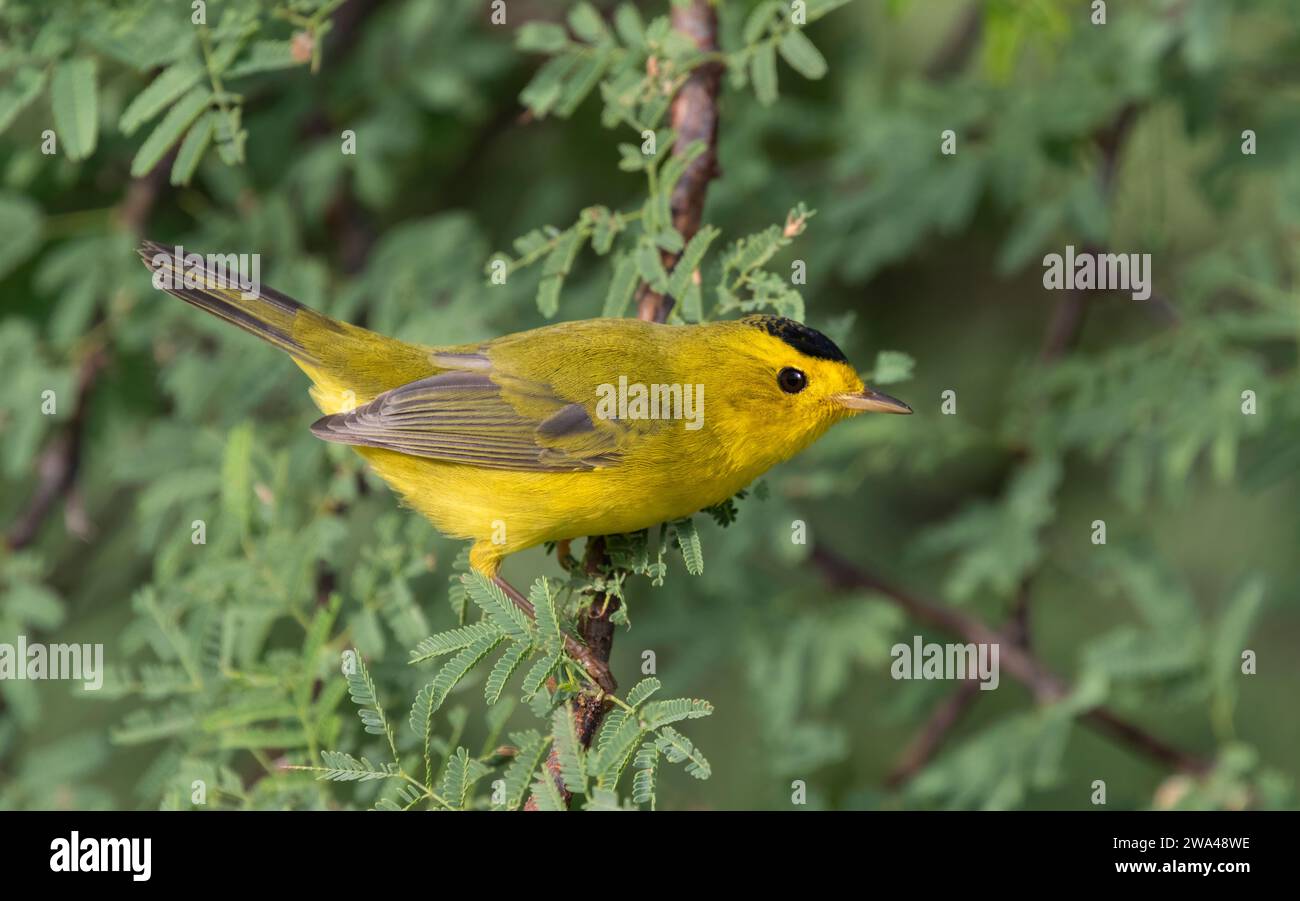 La parula di Wilson (Cardellina pusilla) all'isola di Galveston durante la migrazione autunnale Foto Stock