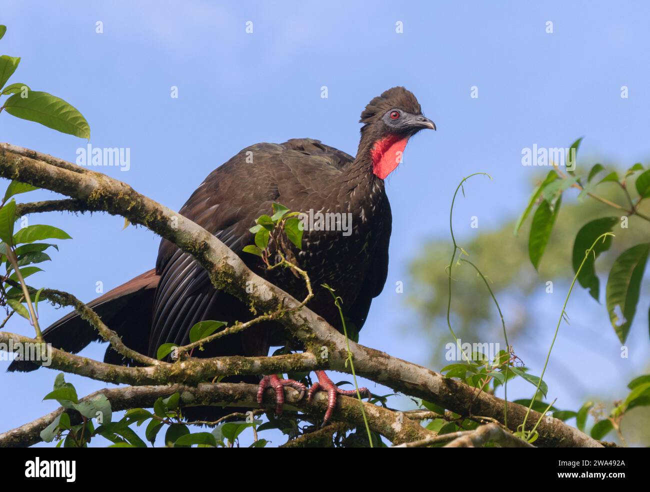 Crested Guan (Penelope purpurascens) la Selva Biological Station, Costa Rica Foto Stock