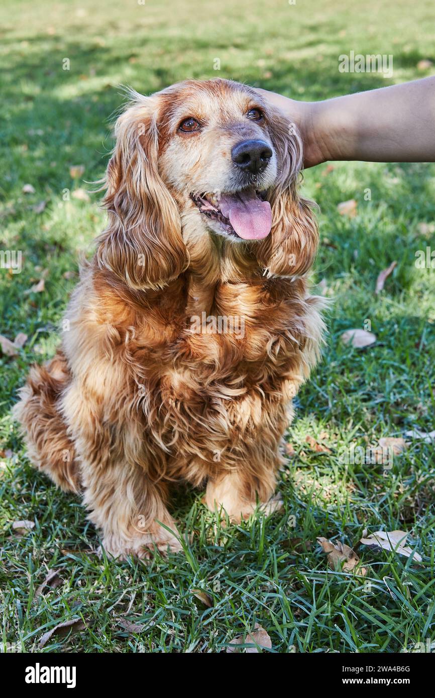Il bellissimo Cocker Spaniel americano si diverte a passeggiare in un parco verde mentre il suo proprietario lo accarezza amorevolmente. Il cane sembra contento nel beaut Foto Stock