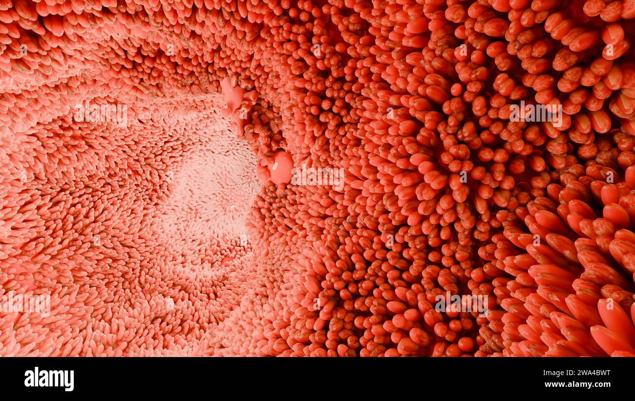 Villi intestinali, microvilli rossi in un tratto intestinale. Primo piano, Microbiologia, anatomia, biologia, scienza, concetti di medicina, medicina e sanità, Foto Stock