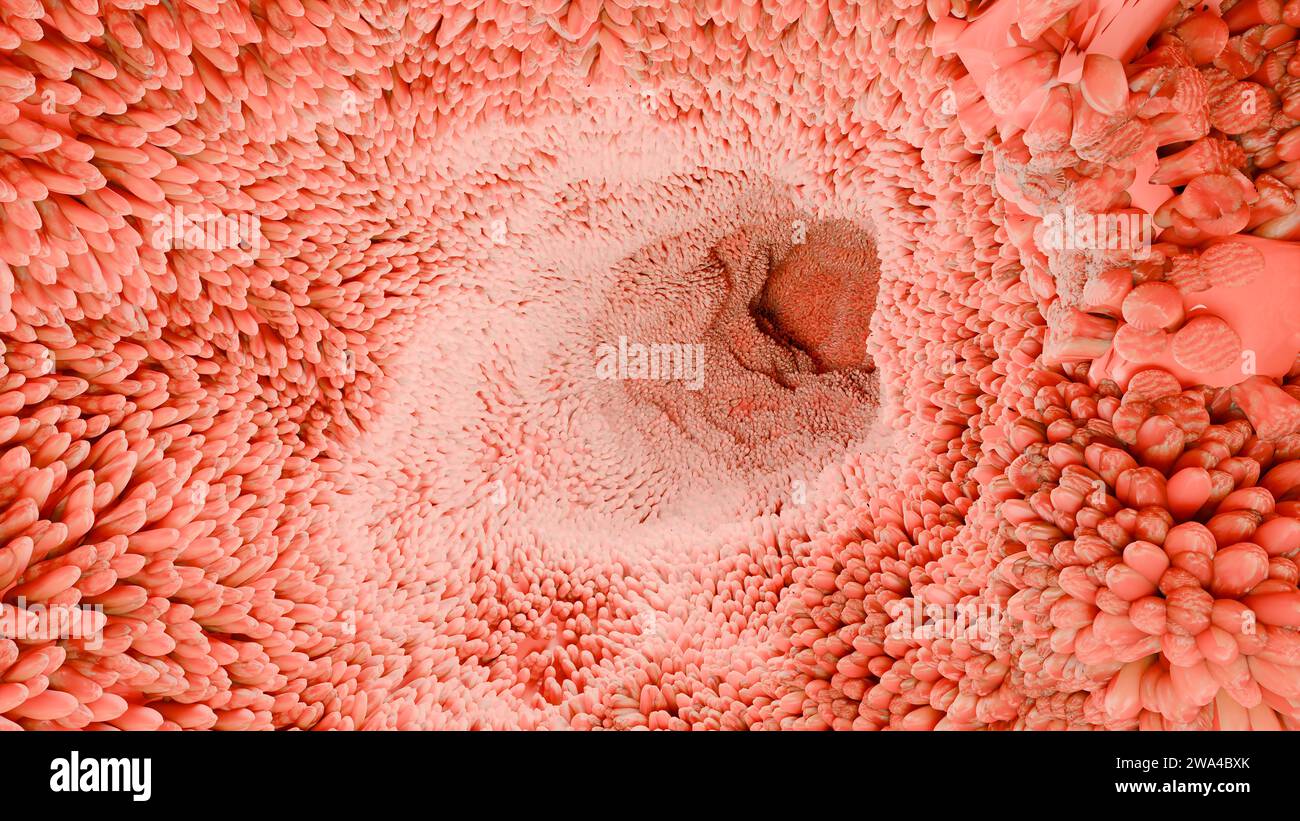 Villi intestinali, microvilli rossi in un tratto intestinale. Primo piano, Microbiologia, anatomia, biologia, scienza, concetti di medicina, medicina e sanità, Foto Stock