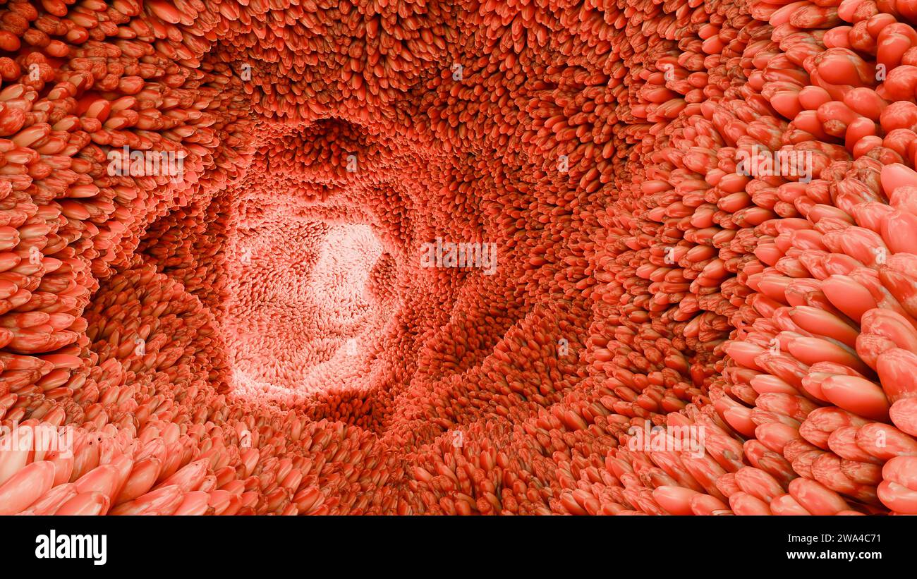 Villi intestinali, microvilli rossi in un tratto intestinale. Primo piano, Microbiologia, anatomia, biologia, scienza, concetti di medicina, medicina e sanità, Foto Stock