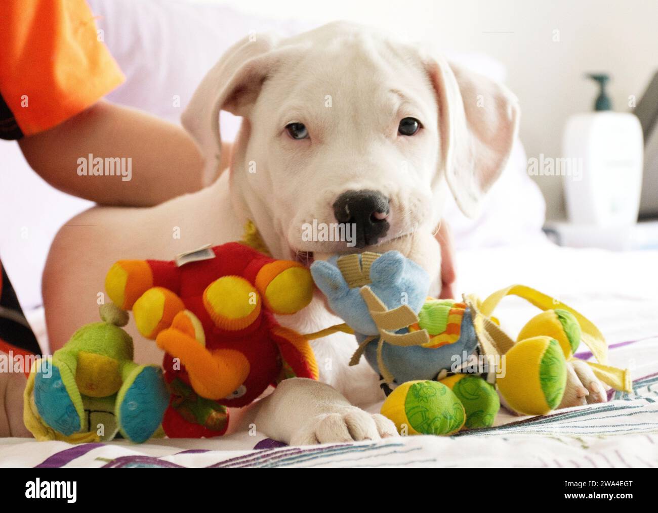 Cucciolo con il giocattolo Foto Stock