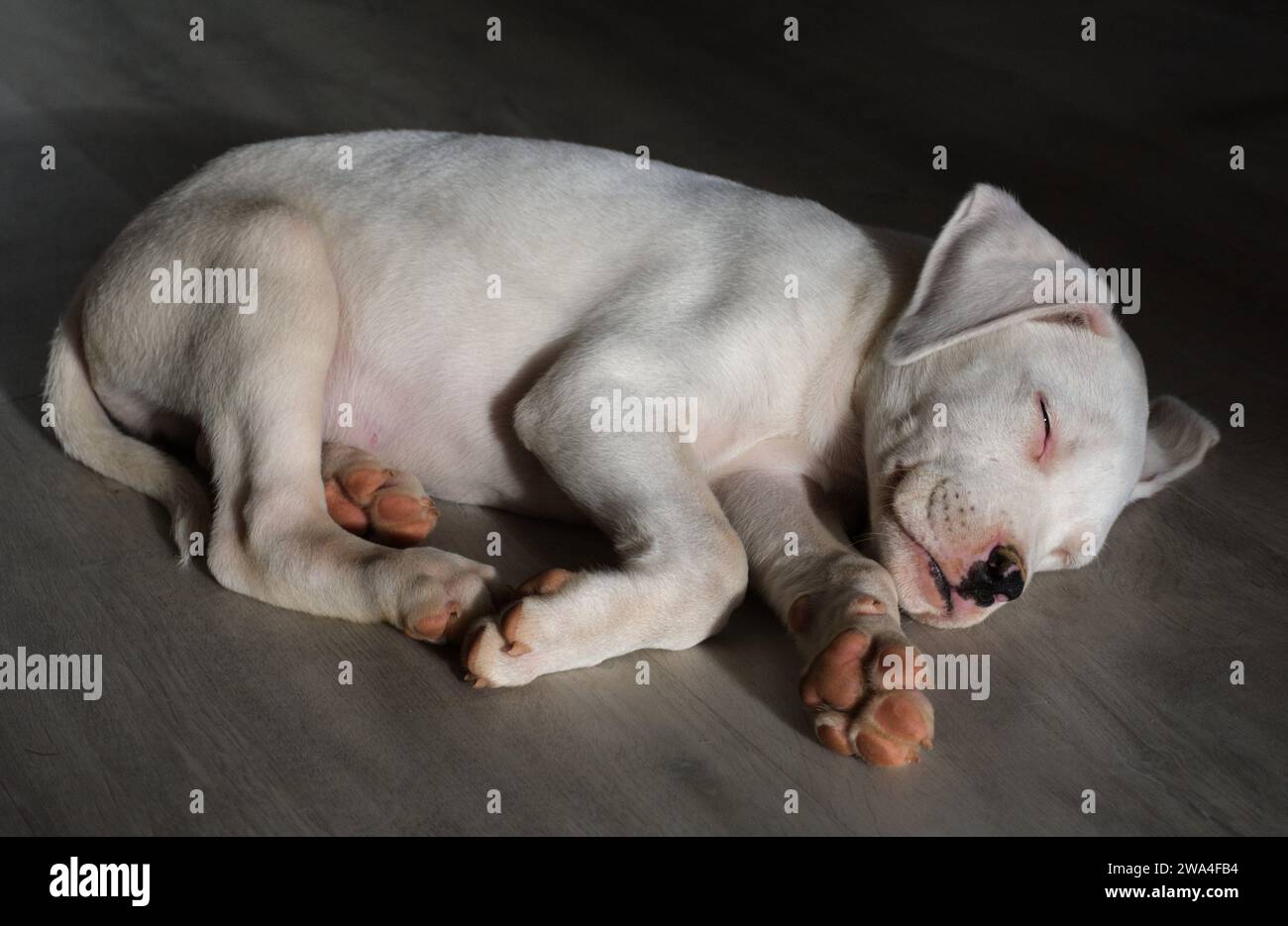 Baby labrador che dorme Foto Stock