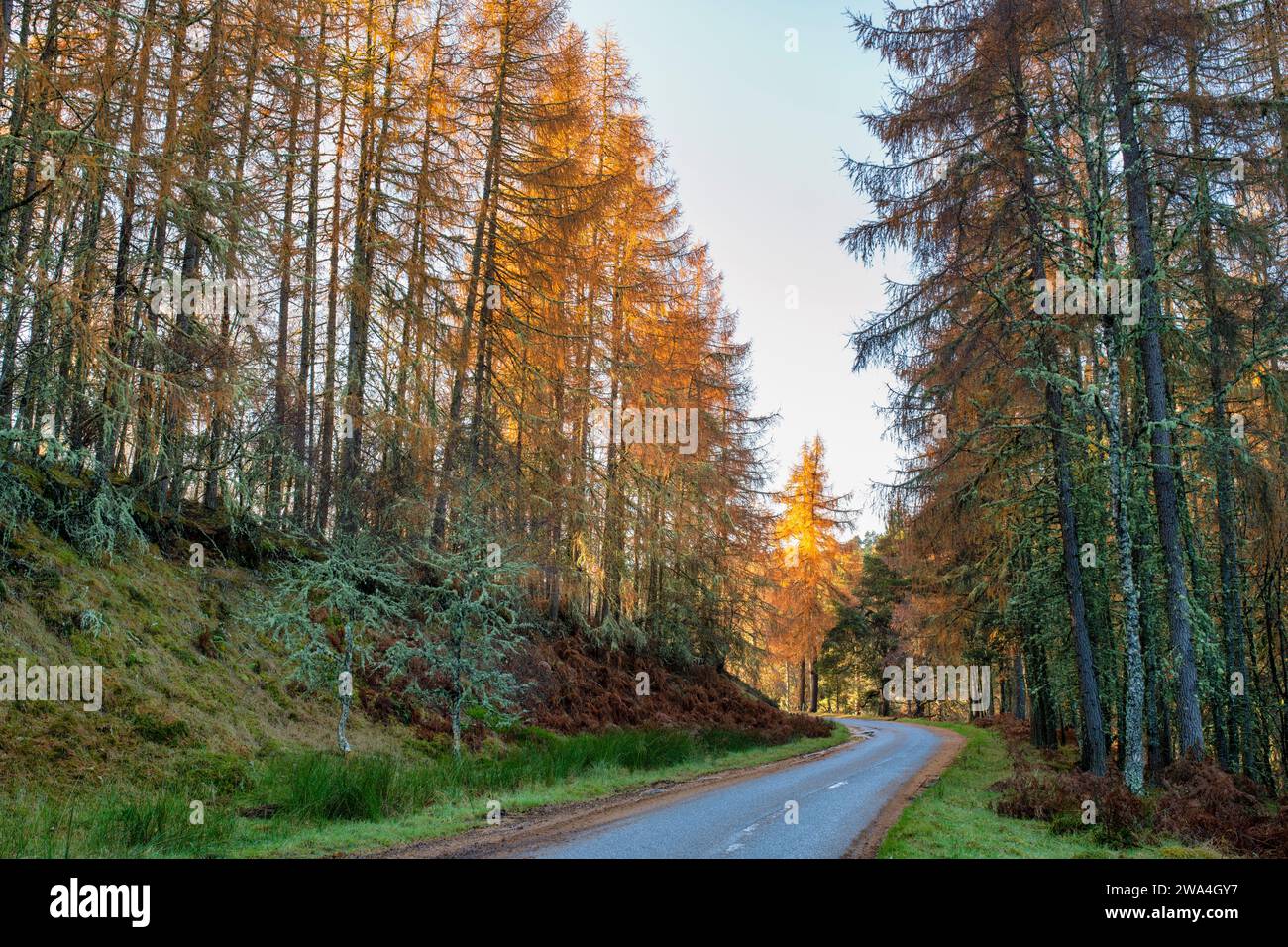 Larix. Larici tardo autunno alla luce del sole del pomeriggio. Highlands, Scozia Foto Stock