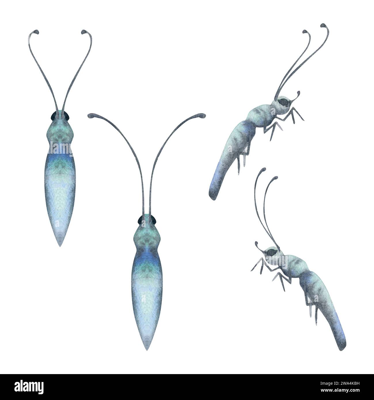 Illustrazione acquerello a mano farfalla insetto vespa formica falena insetto. Corpo realistico con antenne, vista frontale laterale. Set di oggetti isolati su bianco Foto Stock