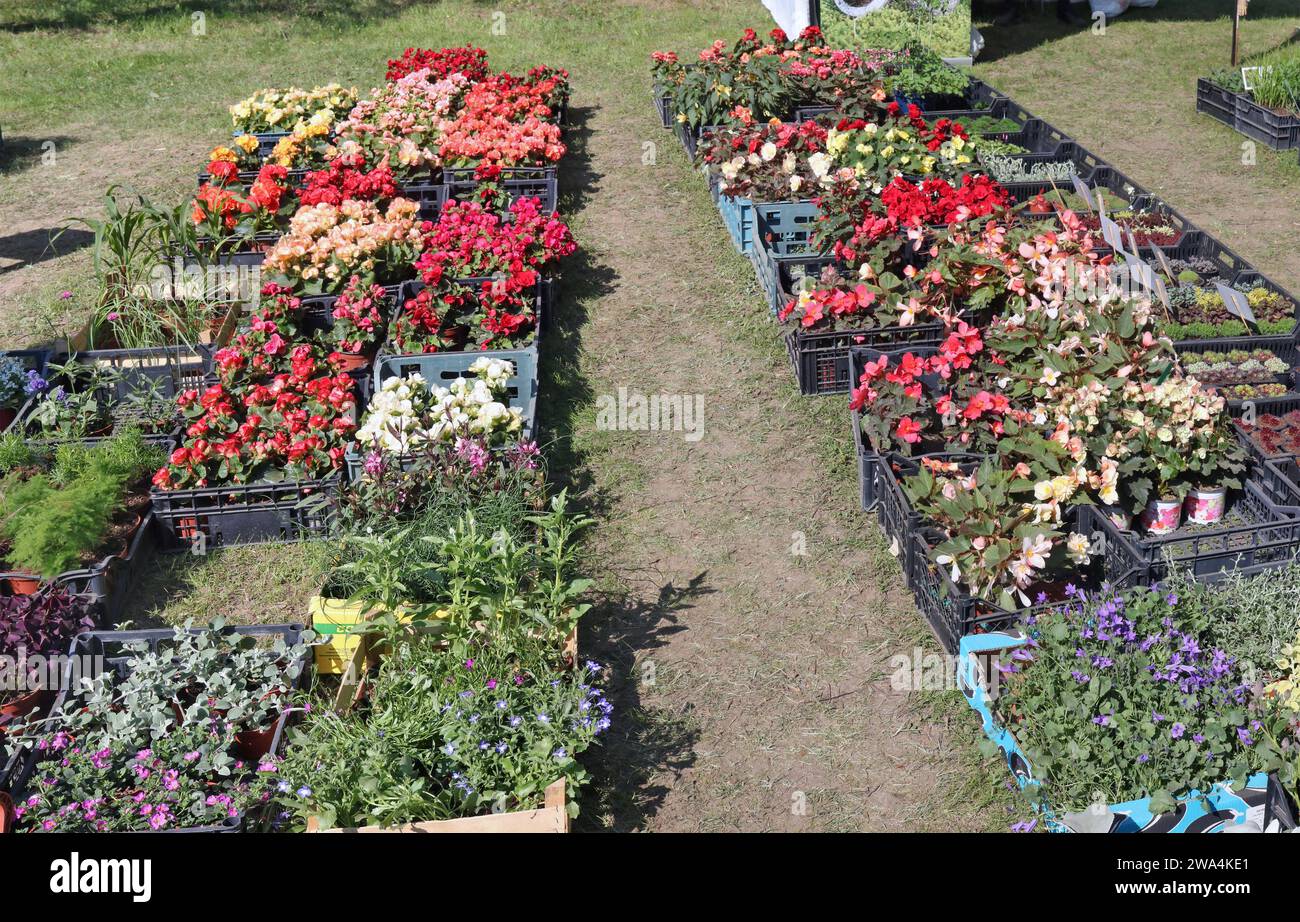 Fiori primaverili in pentole sono in vendita per strada Foto Stock