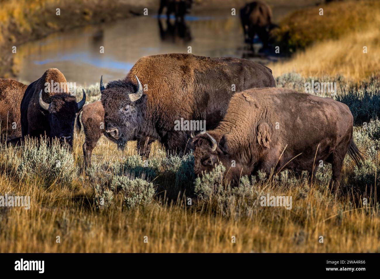 Una famiglia di bisonti americani nel parco nazionale di Yellowstone, Wyoming USA Foto Stock