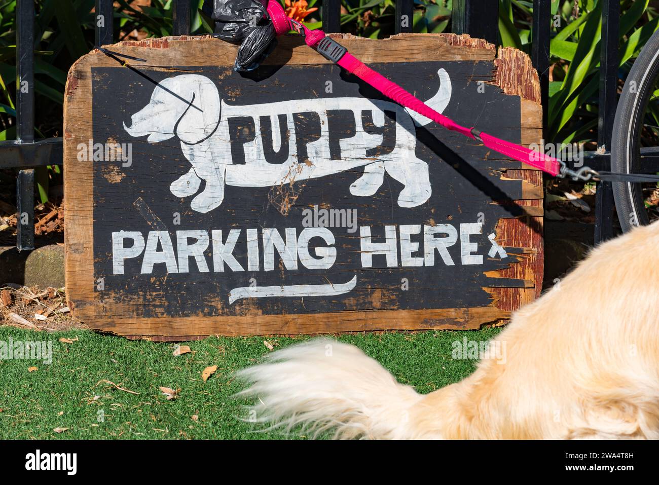 Un cartello per il parcheggio di cani o cuccioli e un Golden Retriever al Bondi Beach Farmers Markets a North Bondi a Sydney, Australia Foto Stock