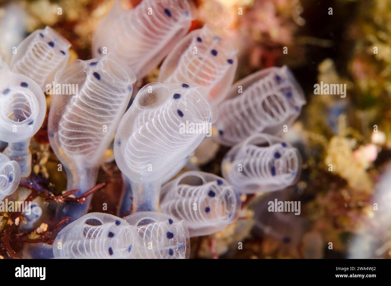 Sea Squirts, Clavelina moluccensis, Clavelinidae, Anilao, Batangas, Filippine, Asia Foto Stock