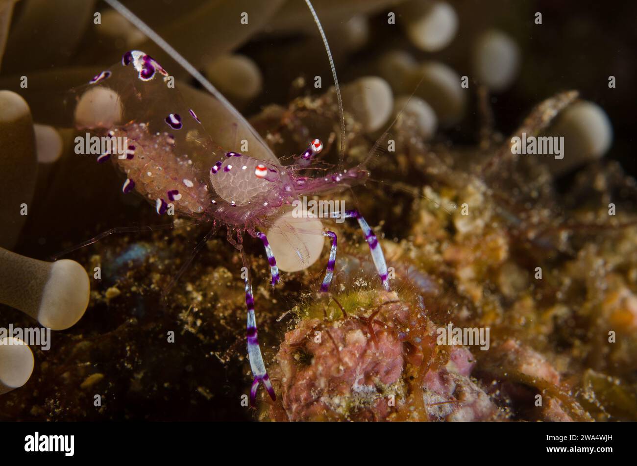 Sarasvati Anemone Shrimp, Periclemenes sarasvati, Palaemonidae, Anilao, Batangas, Filippine, Mare delle Filippine, Oceano Indo-pacifico, Asia Foto Stock