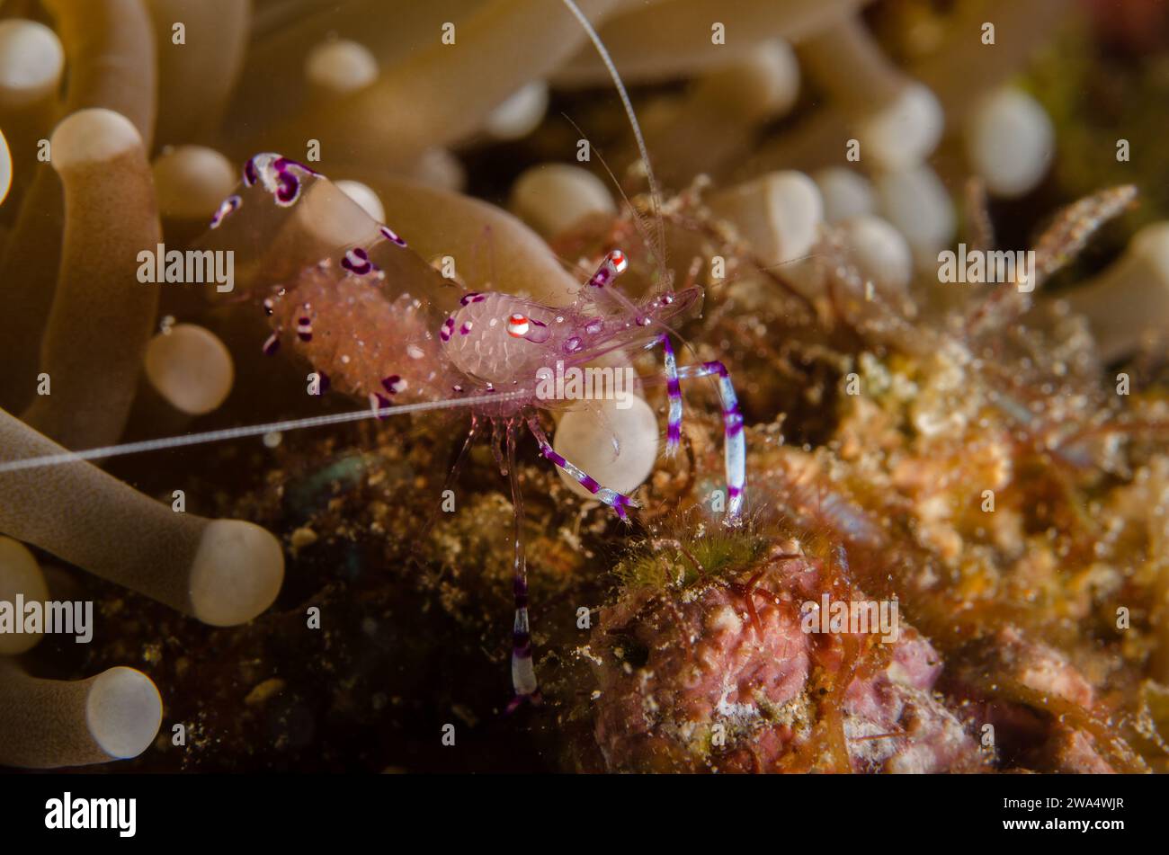 Sarasvati Anemone Shrimp, Periclemenes sarasvati, Palaemonidae, Anilao, Batangas, Filippine, Mare delle Filippine, Oceano Indo-pacifico, Asia Foto Stock