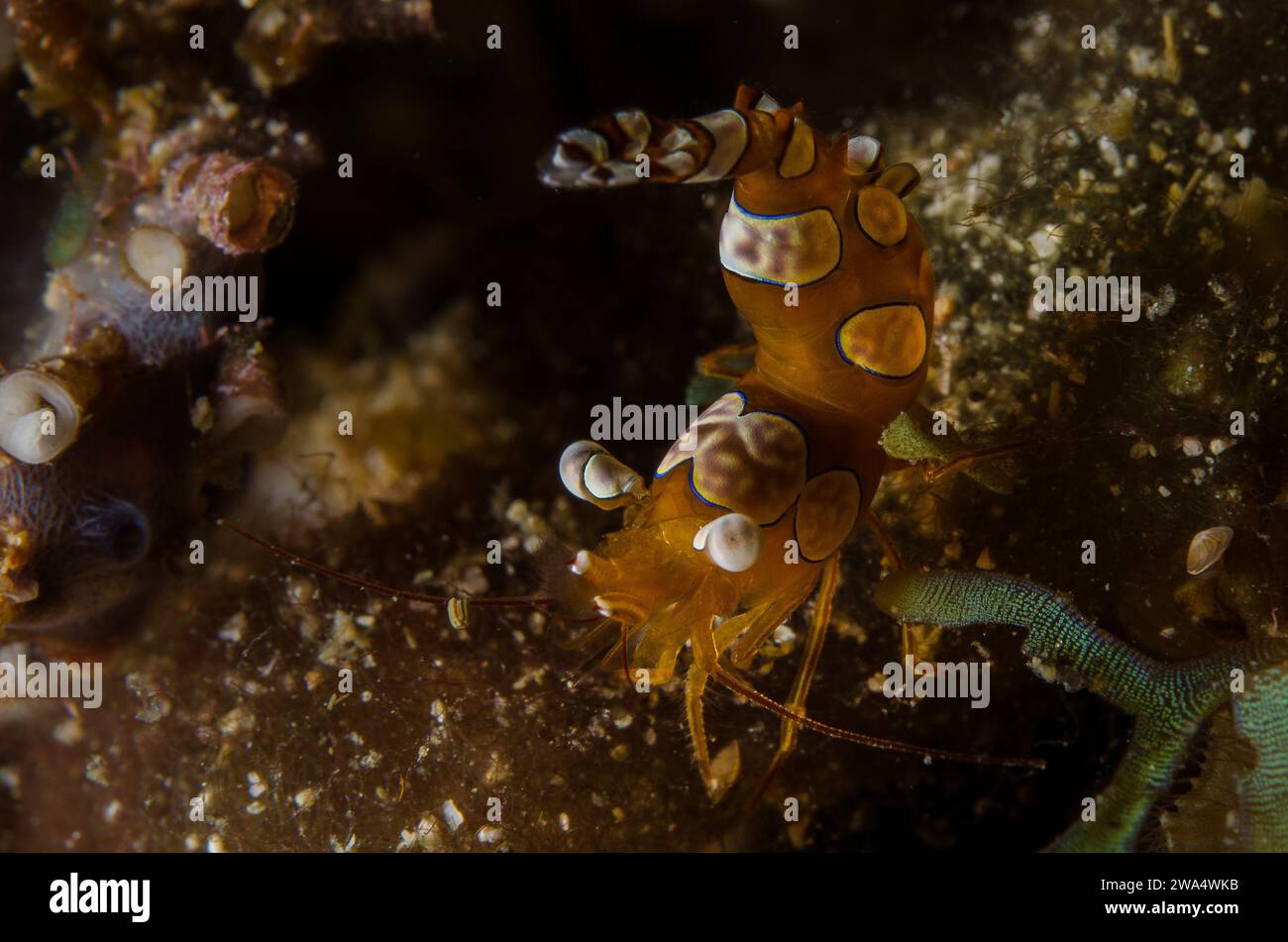 Squat Shrimp, Thor amboinensis, Hippolytidae, Anilao, Filippine, Asia Foto Stock