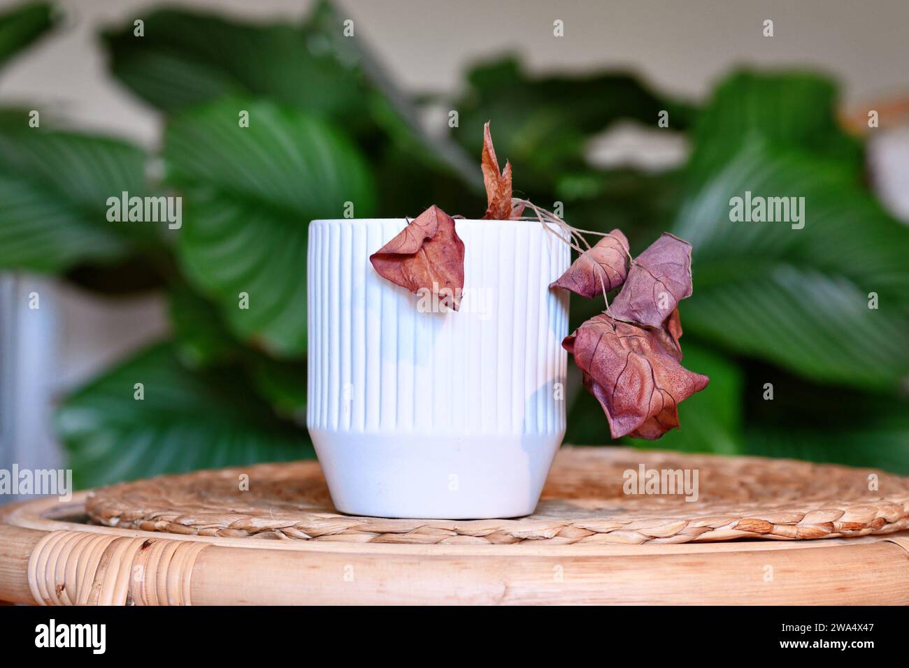 Pianta di casa Alocasia morente trascurata con foglie asciutte appese in vaso di fiori bianchi sul tavolo del soggiorno Foto Stock