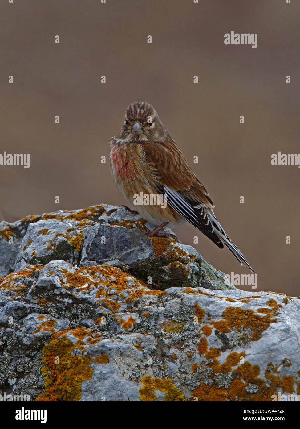 linnet comune arroccato sulla roccia Foto Stock