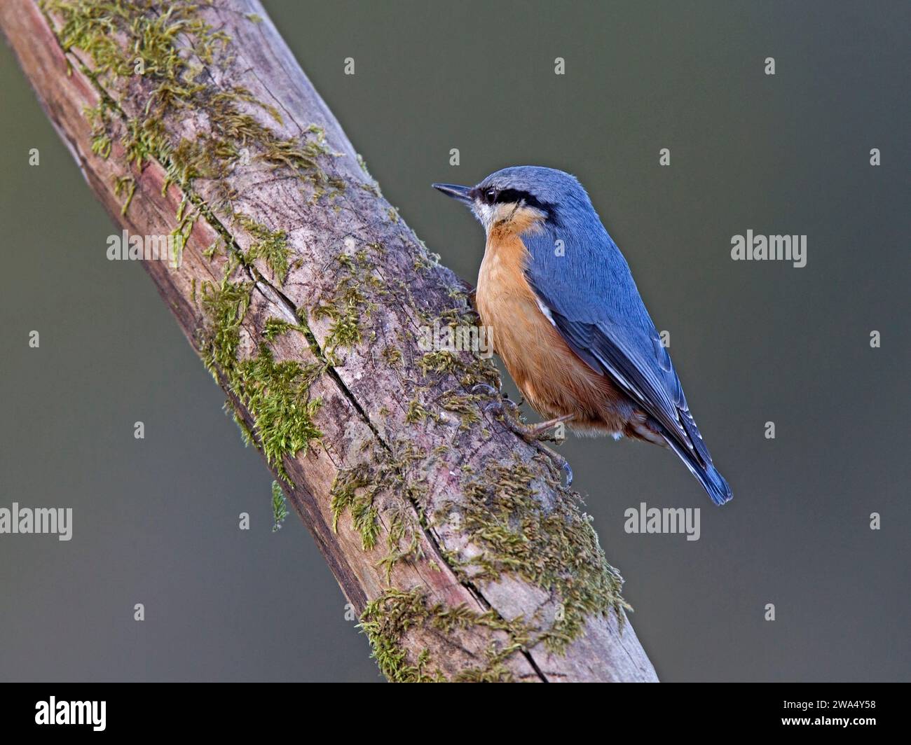 Eurasian picchio muratore sul ramo di albero Foto Stock