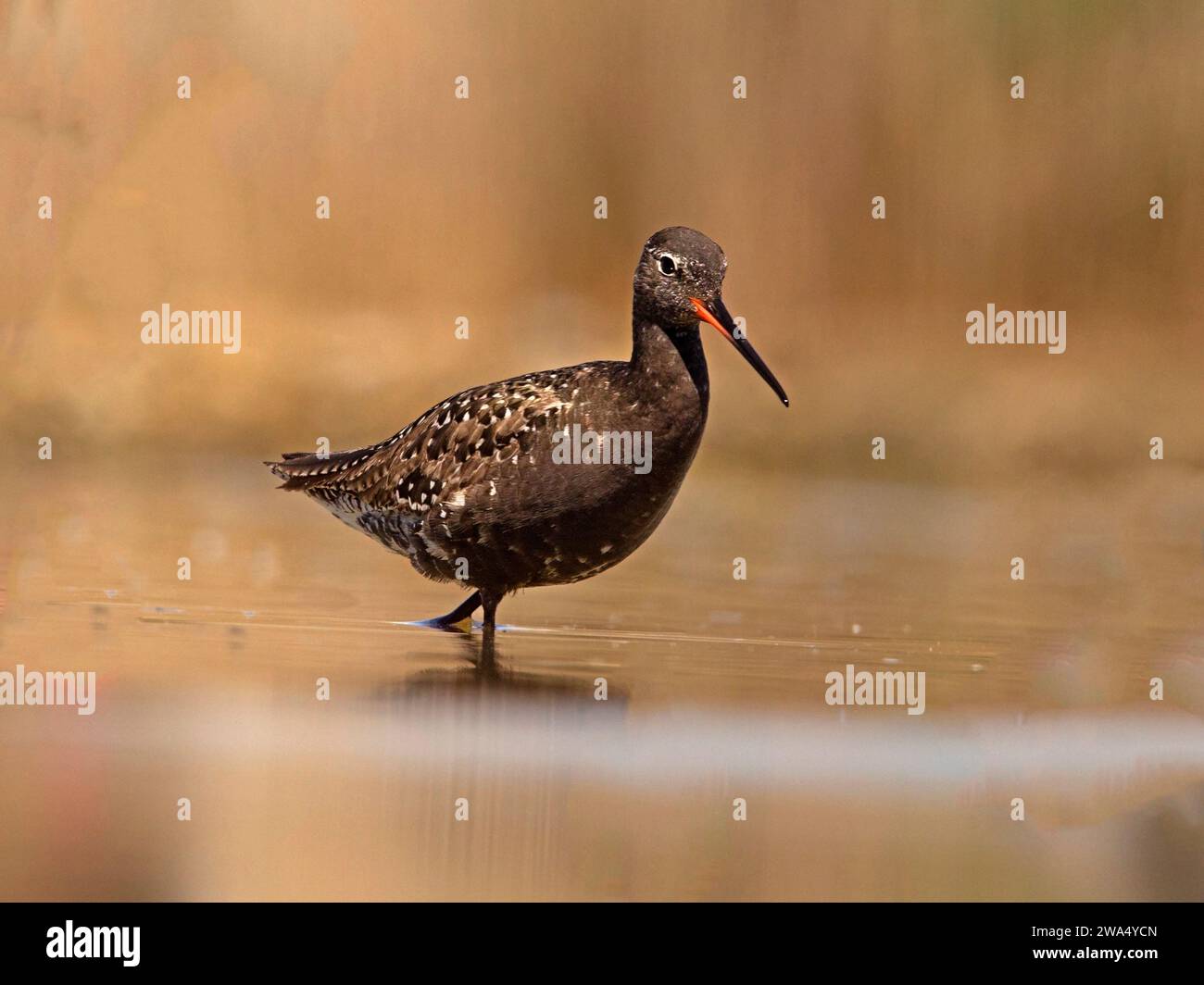 Spotted redshank nel piumaggio di allevamento Foto Stock