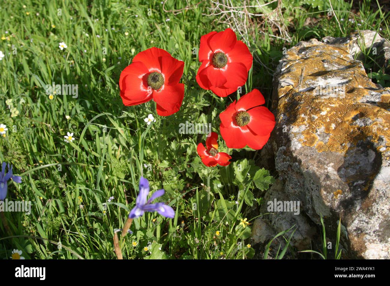 Il ranunculus asiaticus, il ranunculus, è una specie di ranunculus (ranunculus) originaria della regione orientale del Mediterraneo, nell'Asia sud-occidentale Foto Stock