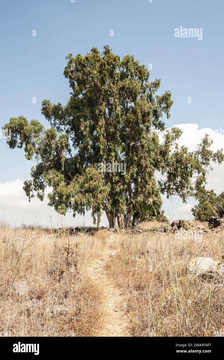 L'eucalipto camaldulensis, comunemente noto come la gomma rossa del fiume, è una specie di pianta fiorita della famiglia Myrtaceae, ed è endemica dell'Australia. P Foto Stock