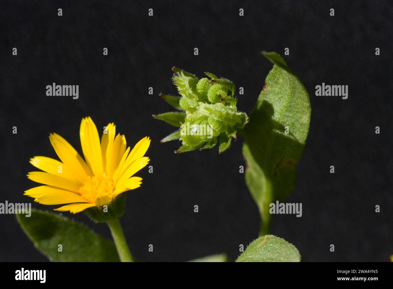 Calendula arvensis è una specie di pianta fiorente della famiglia daisy conosciuta con il nome comune di campo marigold. È originario della e centrale e meridionale Foto Stock
