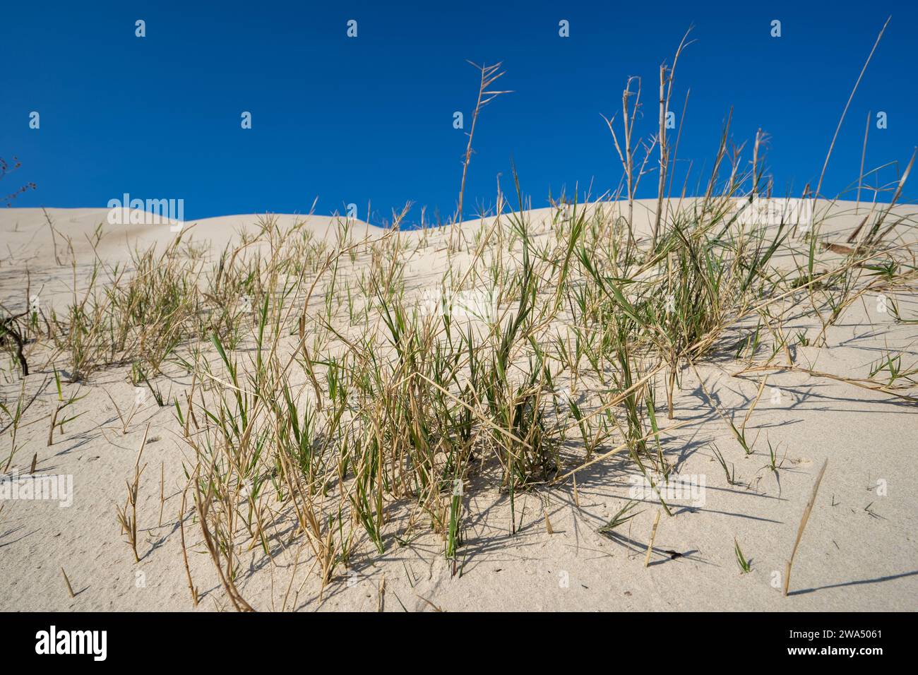 Lo Sporobolus pungens è una specie di erba perenne della famiglia Poaceae (erba vera). Hanno una forma di crescita autosufficiente e semplice, ampia lea Foto Stock