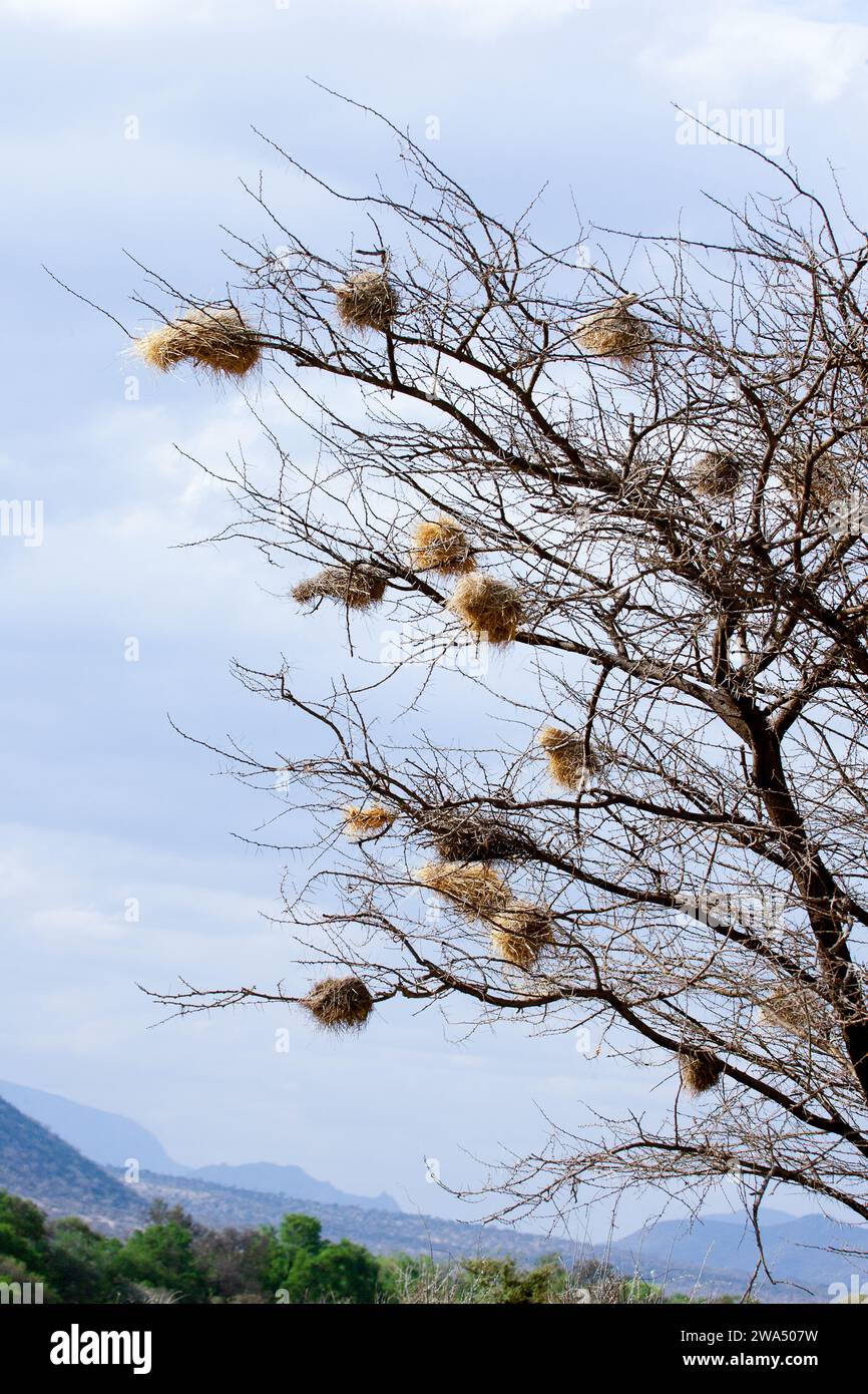 I nidi del tessitore di bufalo dalla testa bianca o tessitore di bufalo dalla faccia bianca (Dinemellia dinemelli) sono una specie di uccello passerino della famiglia Ploceide Foto Stock