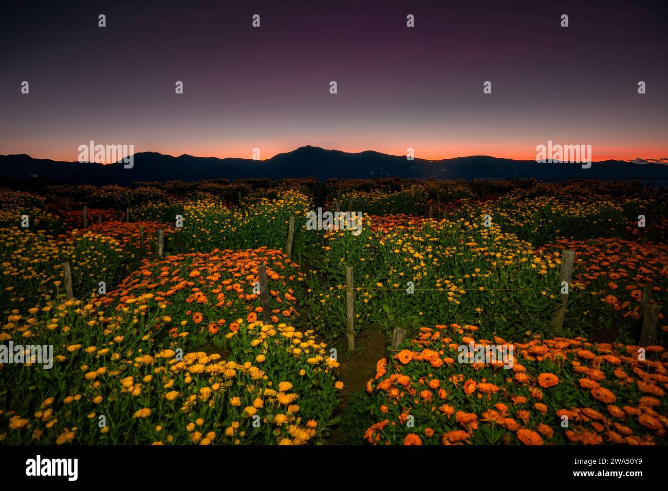 Bellissimi fiori di fiori appena prima dell'alba a Northern Blossoms, Atok, Benguet, Filippine. Foto Stock