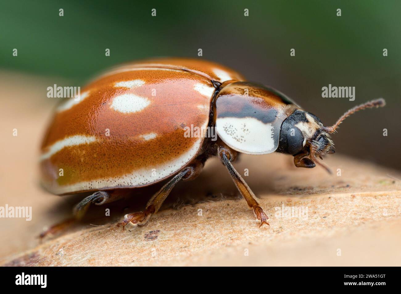 Merluzzo a righe (Myzia oblongoguttata) a riposo su foglia. Tipperary, Irlanda Foto Stock