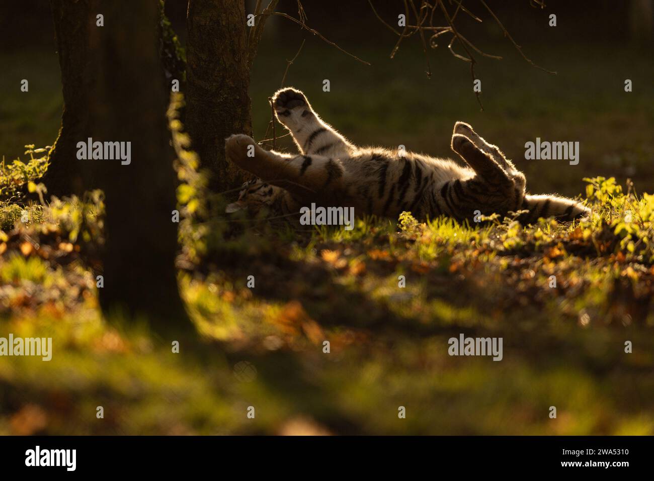Accogliendo il nuovo anno a braccia aperte nel Regno Unito sono state catturate immagini ACCATTIVANTI di due cuccioli di tigre siberiane che giocano e si fanno doccia a vicenda con affetto Foto Stock